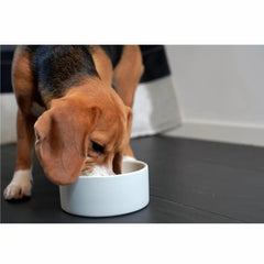 Orvis Bowls, Feeders & Food Storage | Paikka Cooling Bowl - Dogs