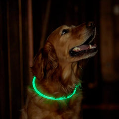 Orvis Collars | LED Rechargeable Safety Collar - Dogs