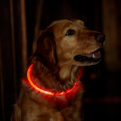 Orvis Collars | LED Rechargeable Safety Collar - Dogs