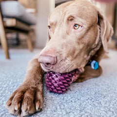 Orvis Toys | Pinecone Reward Dog Toy - Dogs