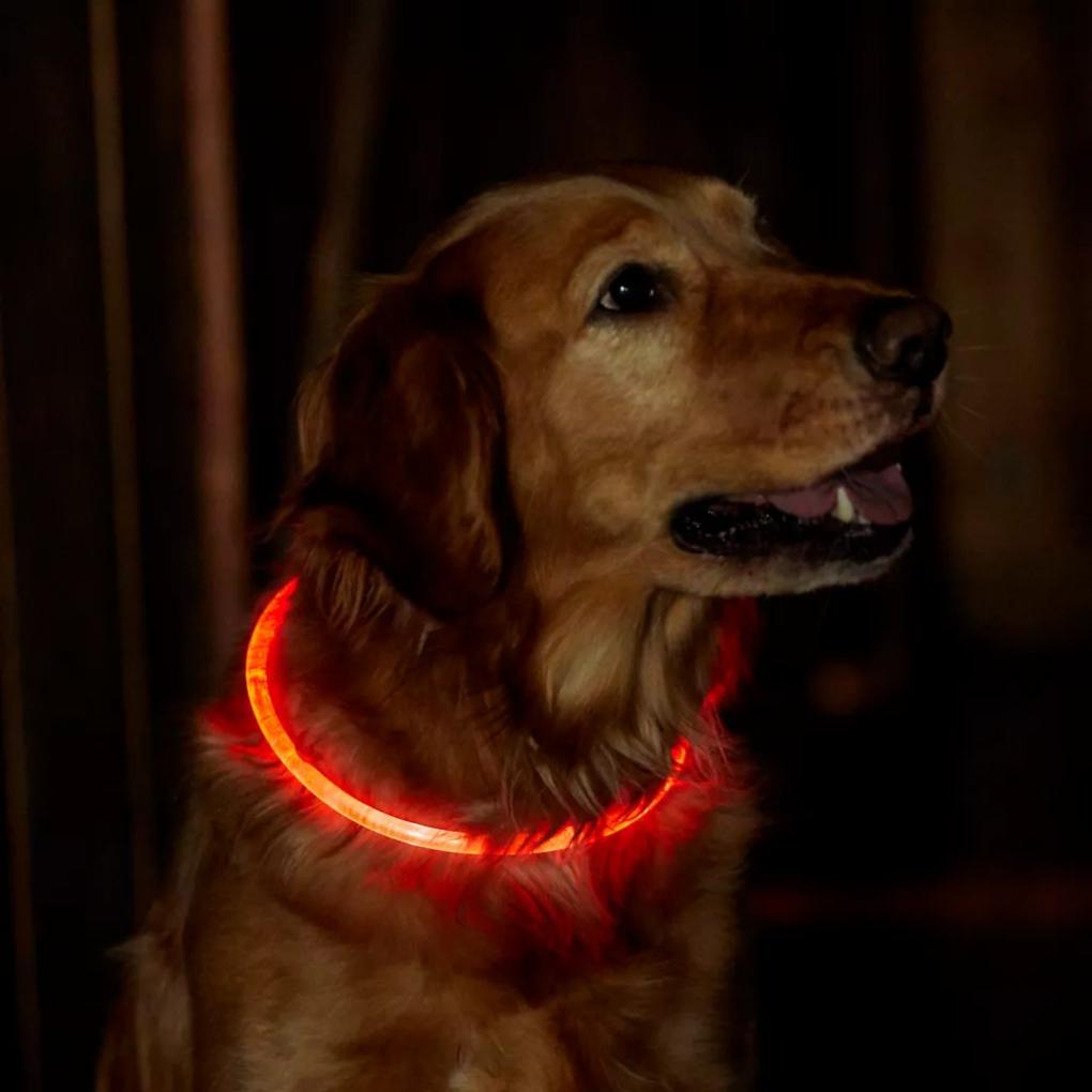Orvis Collars | LED Rechargeable Safety Collar - Dogs