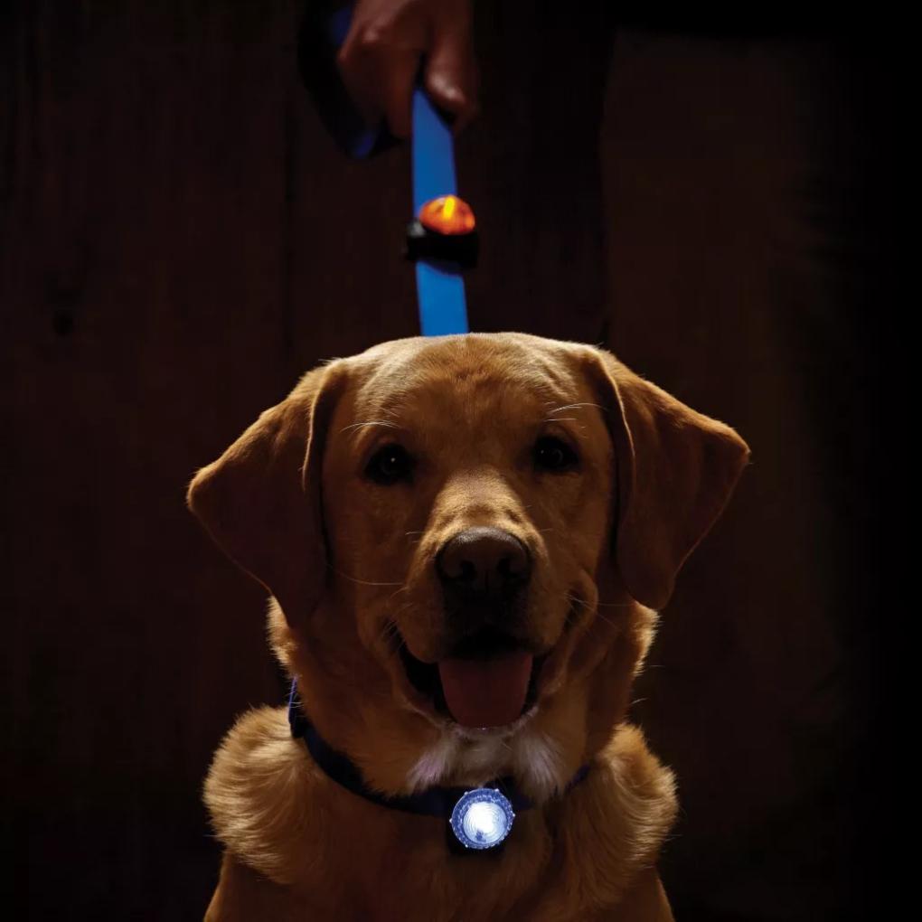 Orvis Collars | LED Safety Collar Light Clear - Dogs