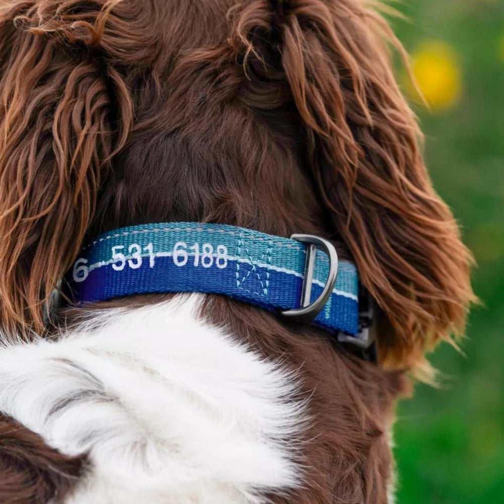 Orvis Collars | Tough Trail® Collar 2.0 - Dogs