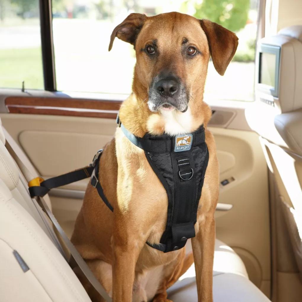 Orvis Harnesses | Tru-Fit Smart Harness Car Restraint Black - Dogs