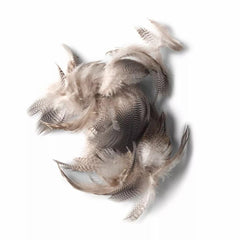 Orvis Materials | Prime Mixed Waterfowl Flank - Fly Fishing