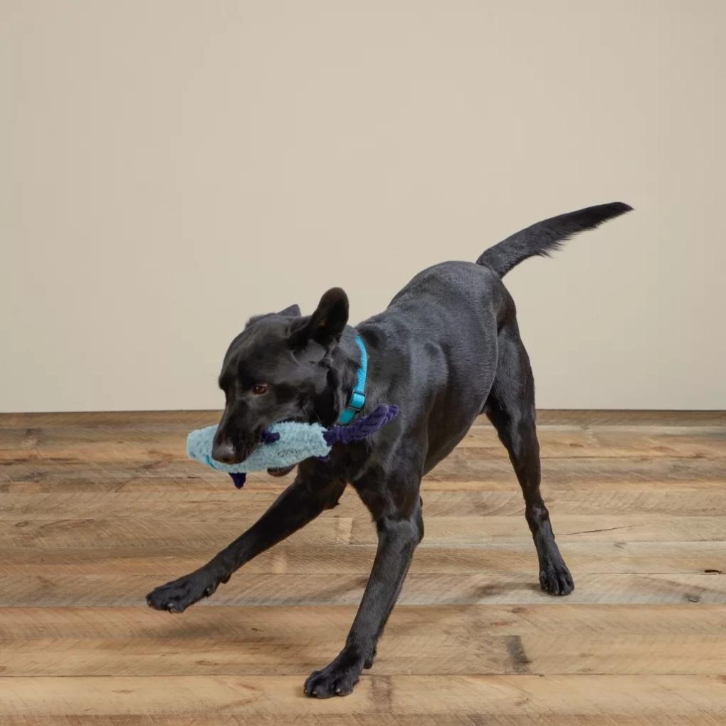 Orvis Toys | Animal Squeaky Toys Tarpon - Dogs
