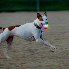 Orvis Toys | LED Ball - Dogs